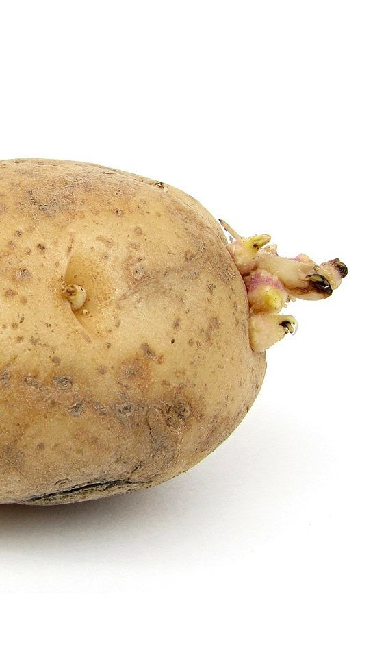 Keimende Erdäpfel haben einen höheren Solanin-Gehalt.