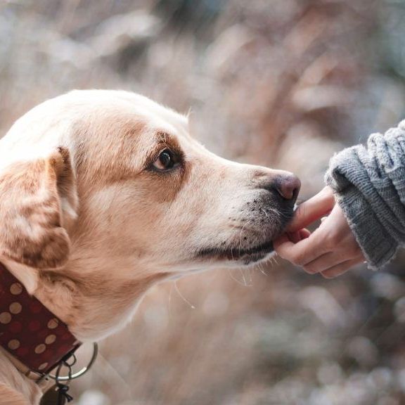 Giftköder können für Hunde lebensgefährlich sein.