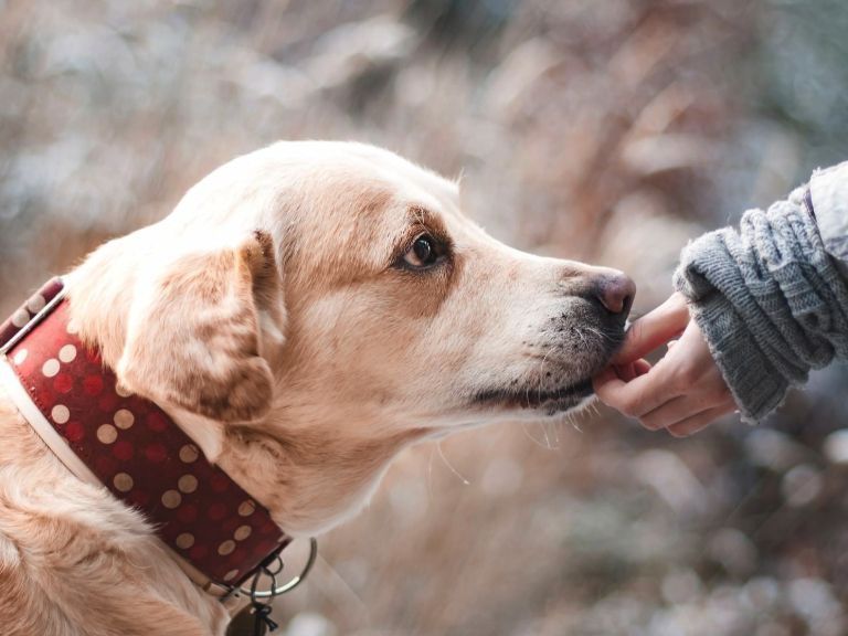 Giftköder können für Hunde lebensgefährlich sein.