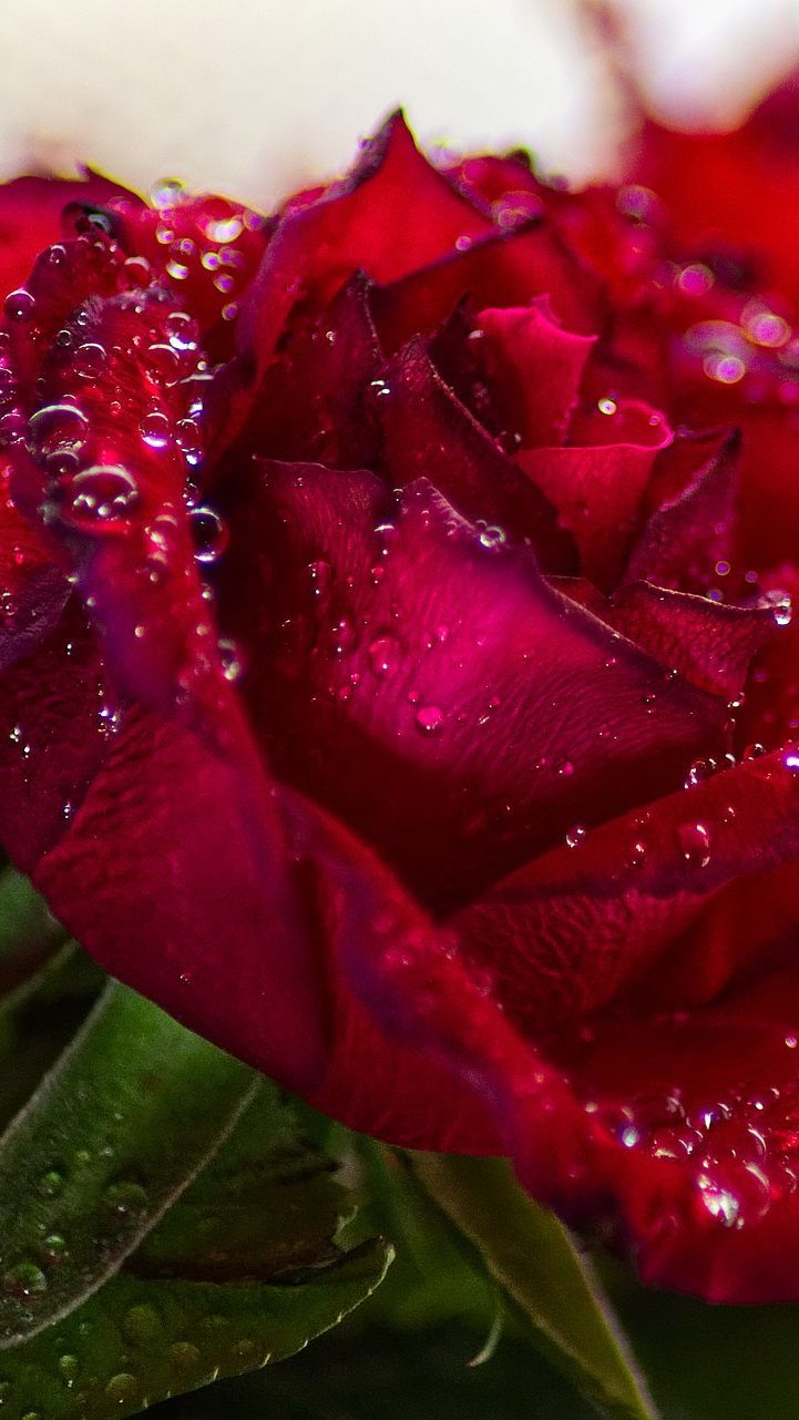 Solange der Vorrat reicht gibt es im Stadion Center einen netten Blumengruß.