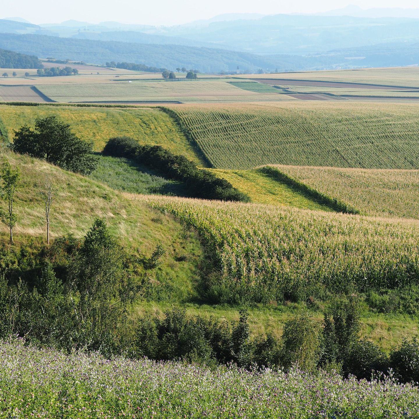 Mit seiner hügeligen Landschaft soll das Weinviertel an die Toskana erinnern.