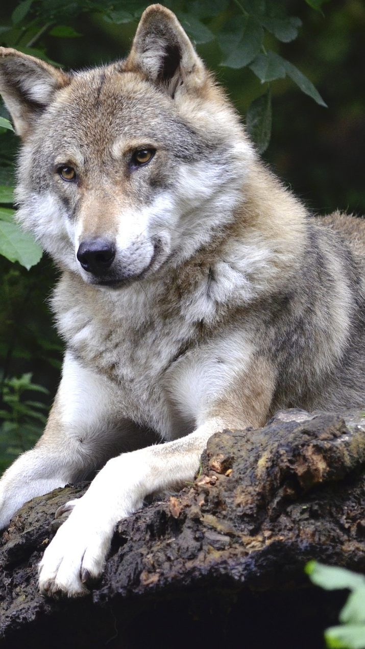 Vor knapp zwei Monaten will ein Jäger am Bisamberg in Wien einen Wolf gesichtet haben.