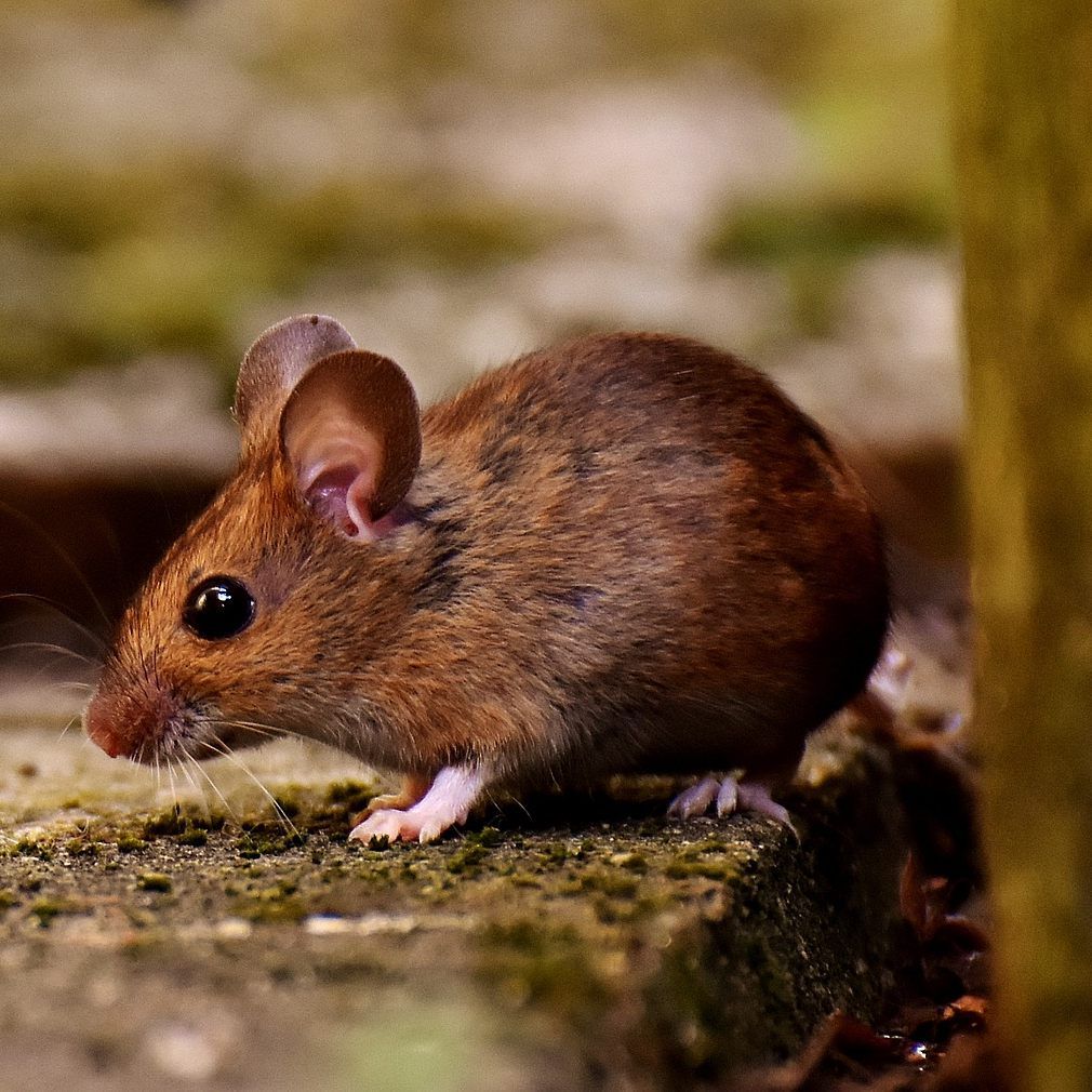 Wegen Mäusen kann in einigen Schulpavillons derzeit nicht unterrichtet werden.