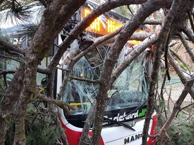 Trotz Notbremsung kollidierte der Linienbus mit dem Baum. Trotz Notbremsung kollidierte der Linienbus mit dem Baum.