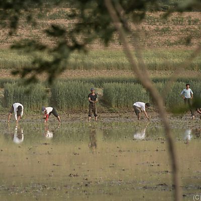 Durch die Missernte ist eine "Nahrungsmittel-Lücke" entstanden