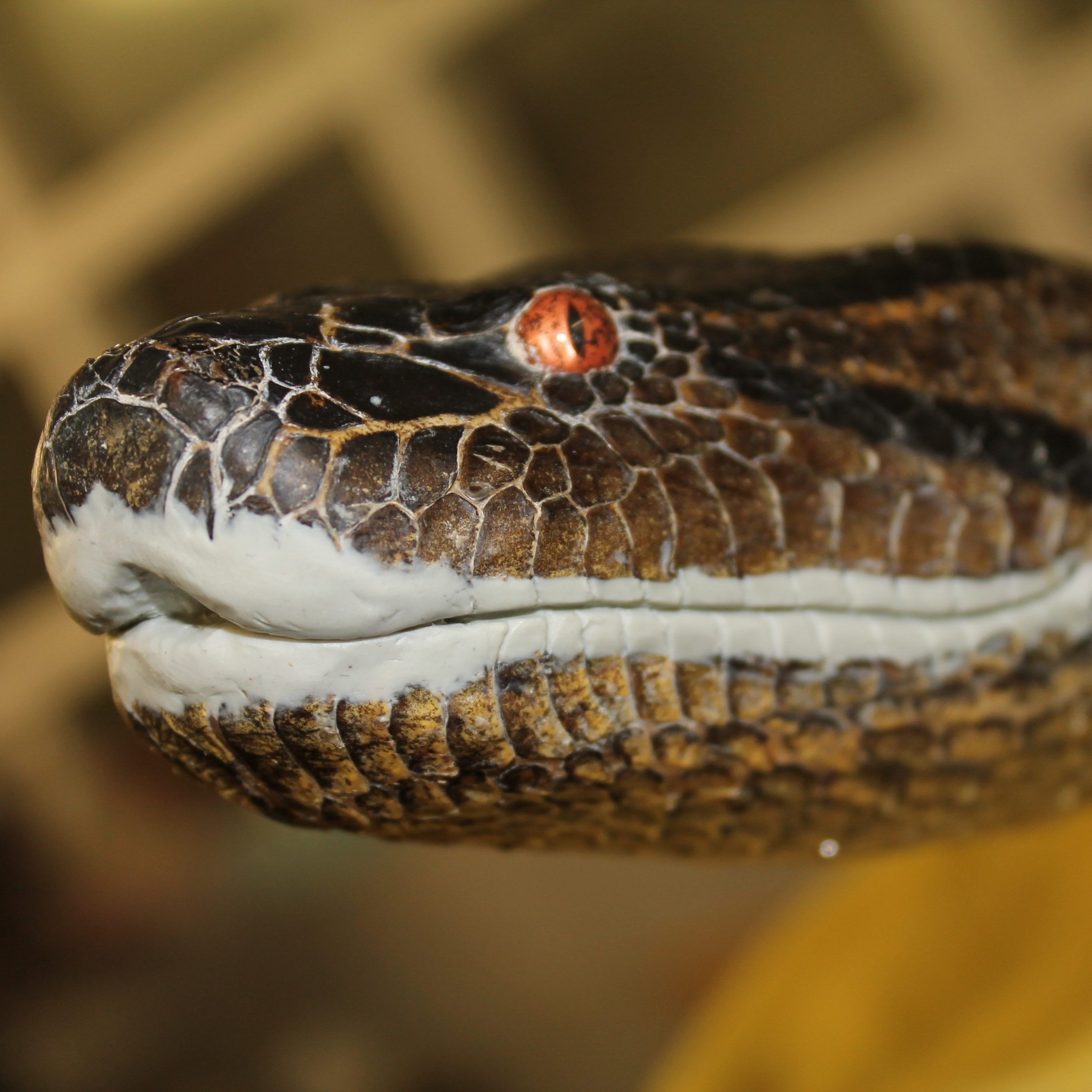 Die präparierte Anakonda zieht ins NHM Wien ein.