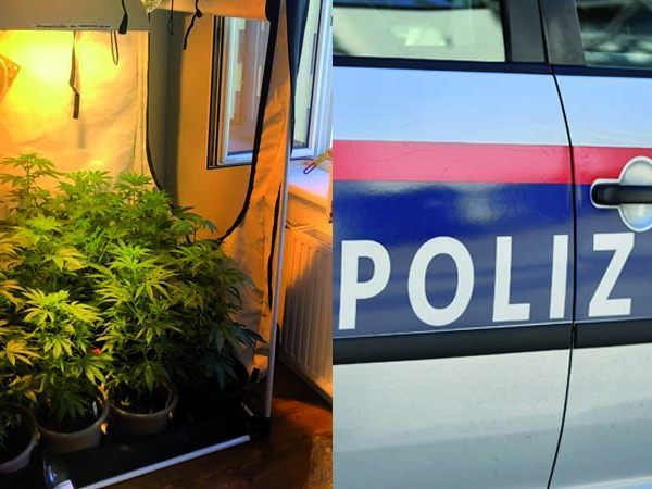 In der Wohnung wurde die Hanfaufzucht gefunden und sichergestellt. In der Wohnung wurde die Hanfaufzucht gefunden und sichergestellt.