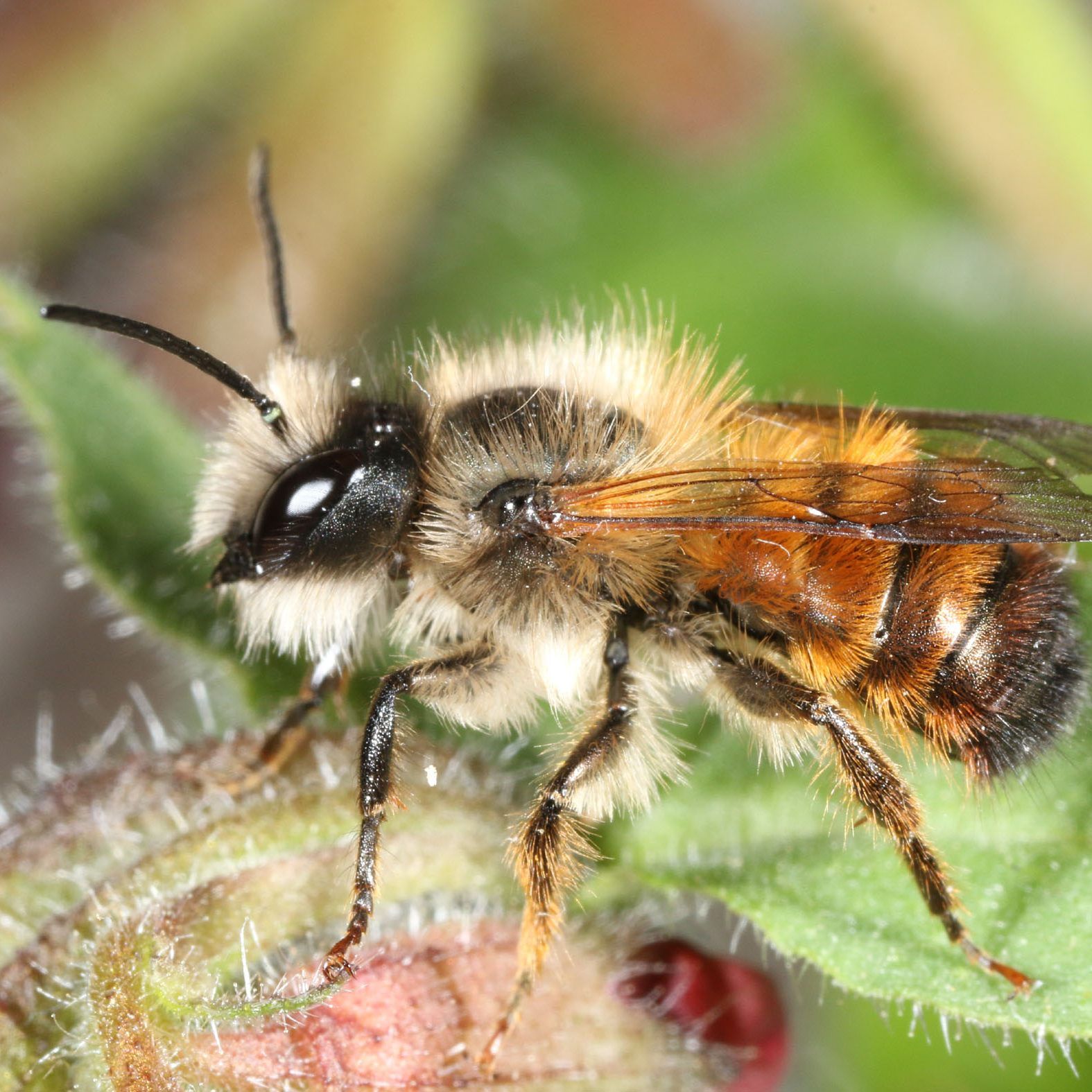 Die Rote Mauerbiene ist das "Insekt des Jahres 2019".