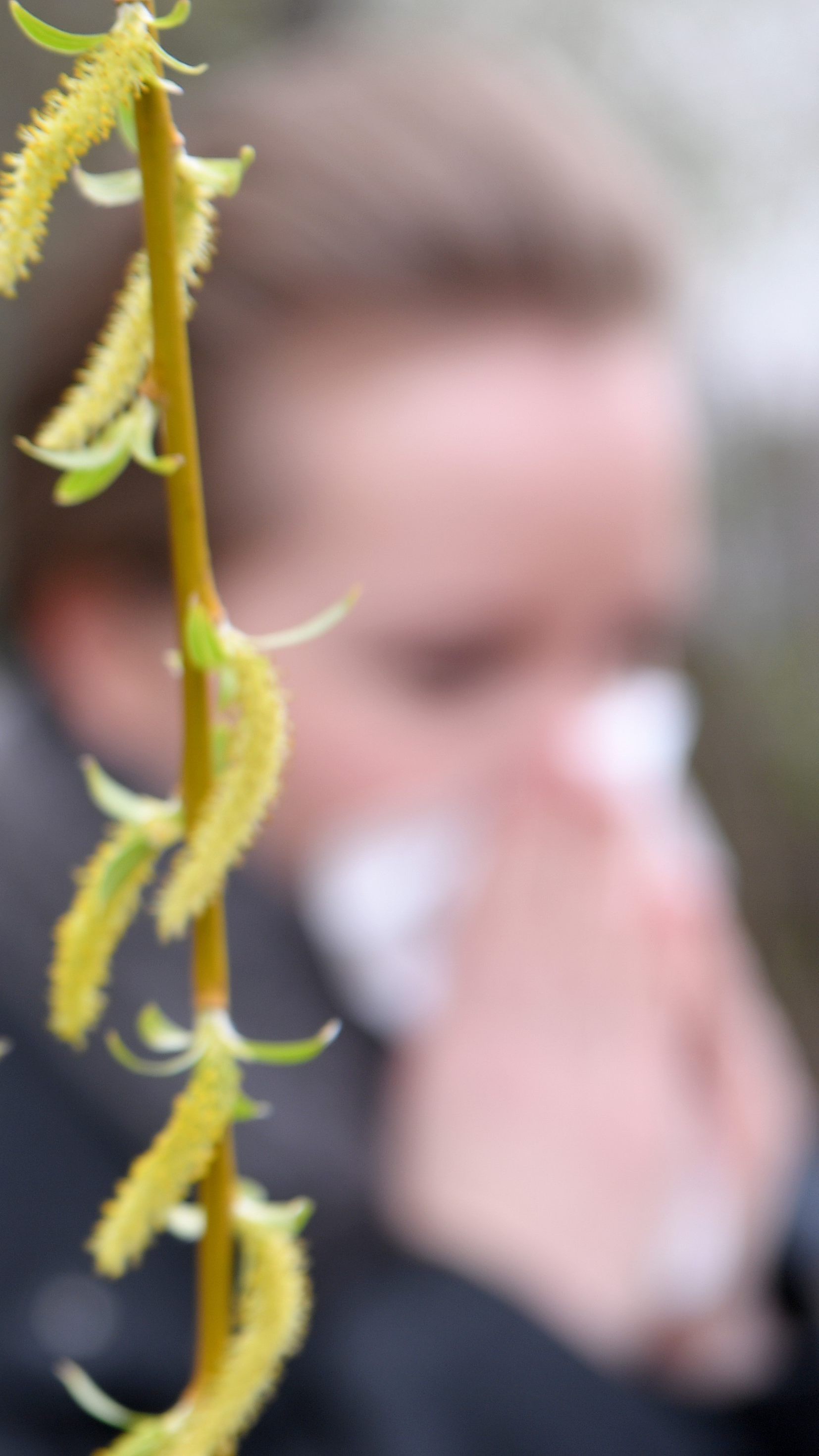 Allergiker haben in den kommenden Tagen wieder mit einer erhöhten Pollenbelastung zu kämpfen.