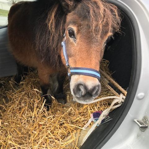 Ein Kleinwagen wurde kurzerhand zu einem Pferdetransporter umfunktioniert.