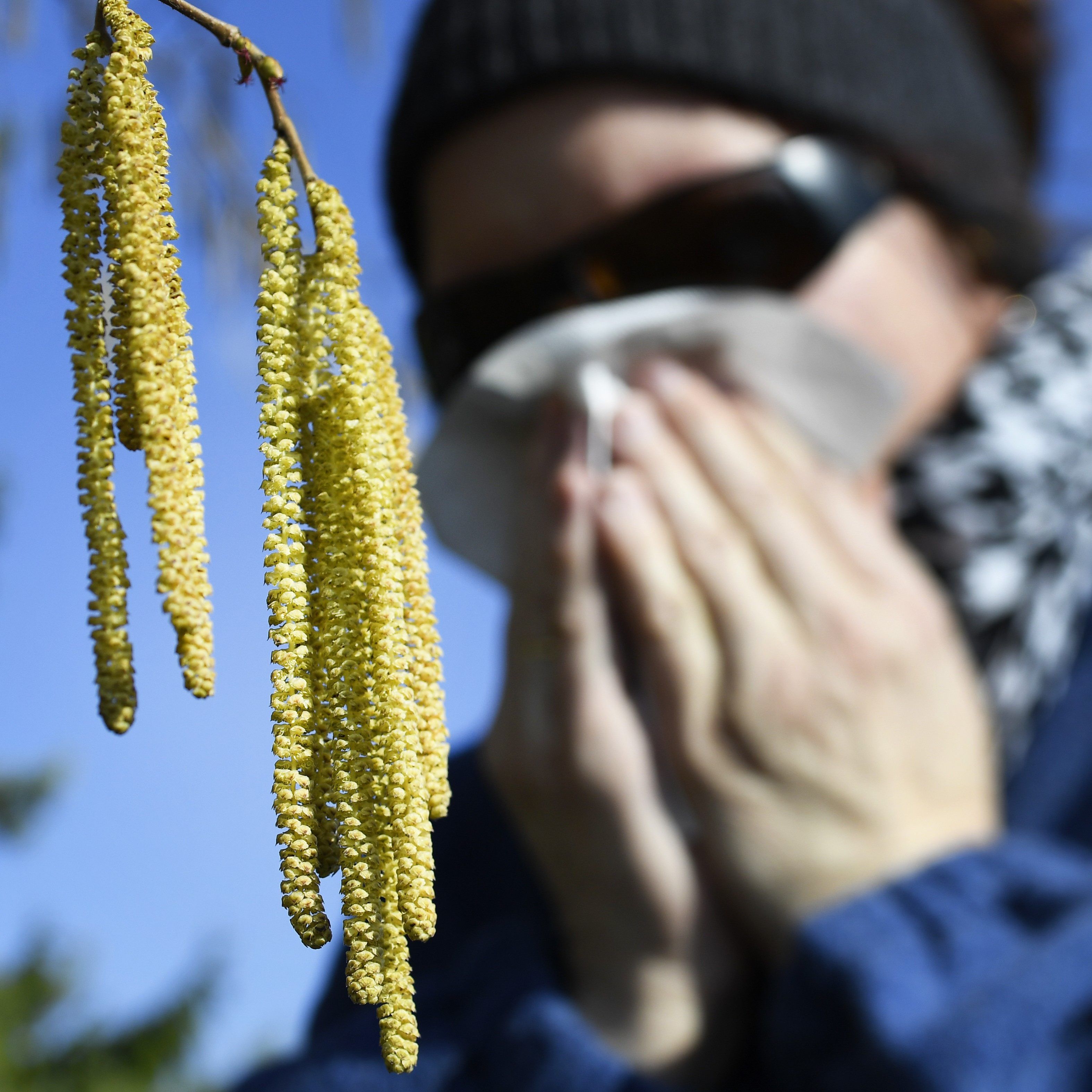 Der Blühbeginn der Birke ist für Ende März prognostiziert.