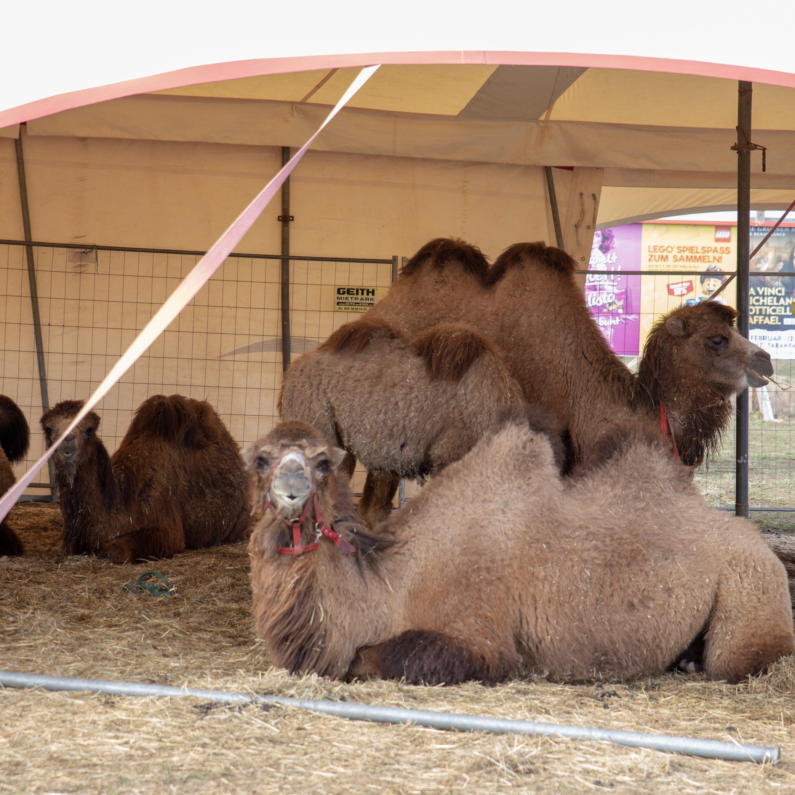 Acht Kamele und acht weitere Tiere machten sich auf den Weg zur B1.