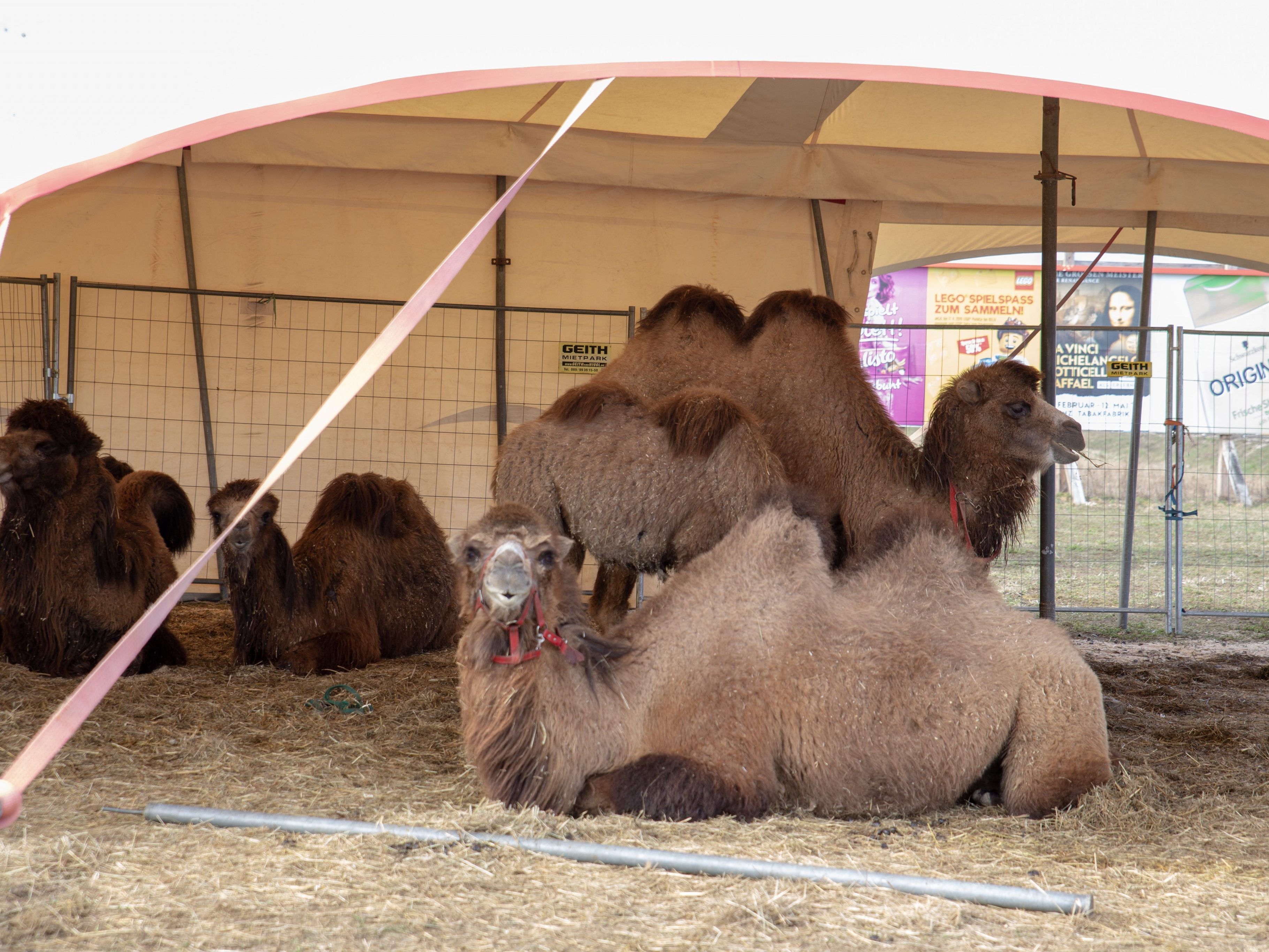 Acht Kamele und acht weitere Tiere machten sich auf den Weg zur B1.