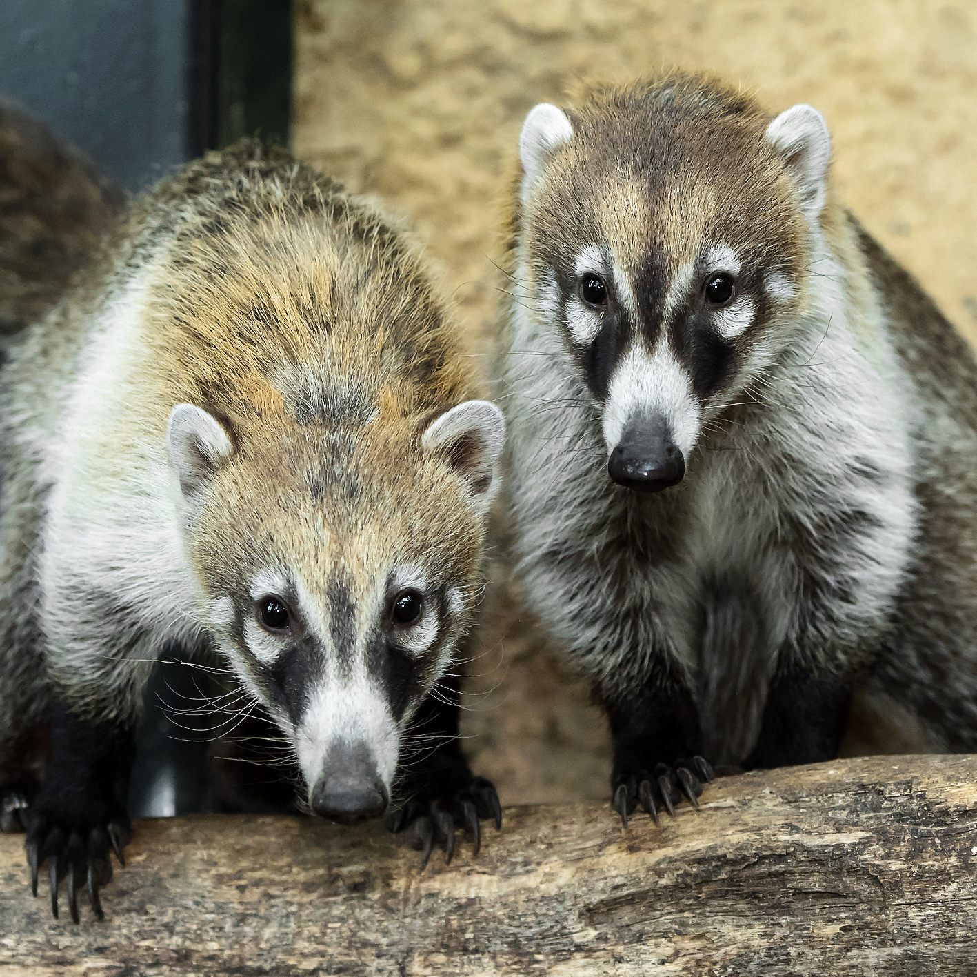 Die Weißrüsselnasenbären werden in Zukunft die Roten Nasenbären im Zoo ablösen.