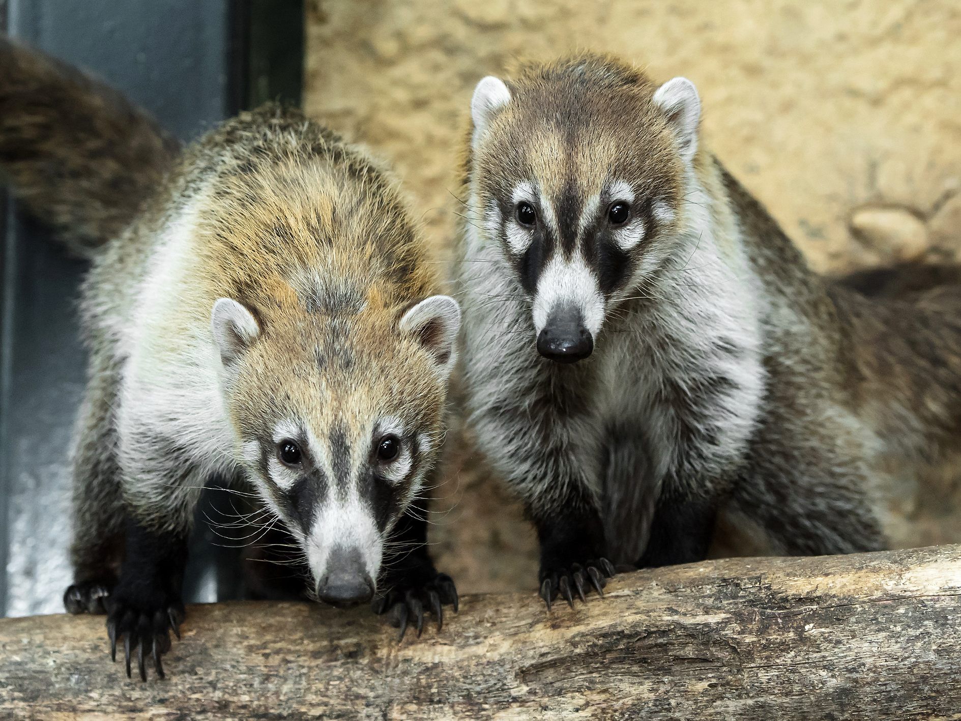 Die Weißrüsselnasenbären werden in Zukunft die Roten Nasenbären im Zoo ablösen.