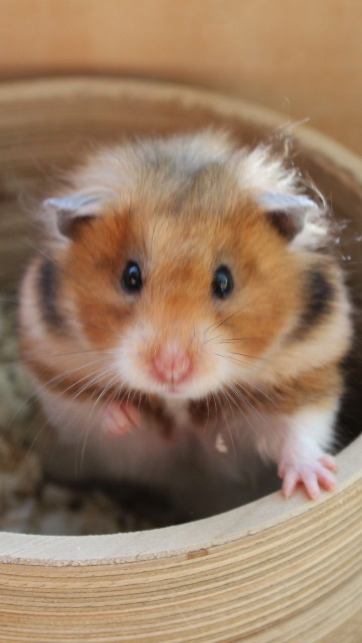 Der kleine Nager wartet auf neue Besitzer.