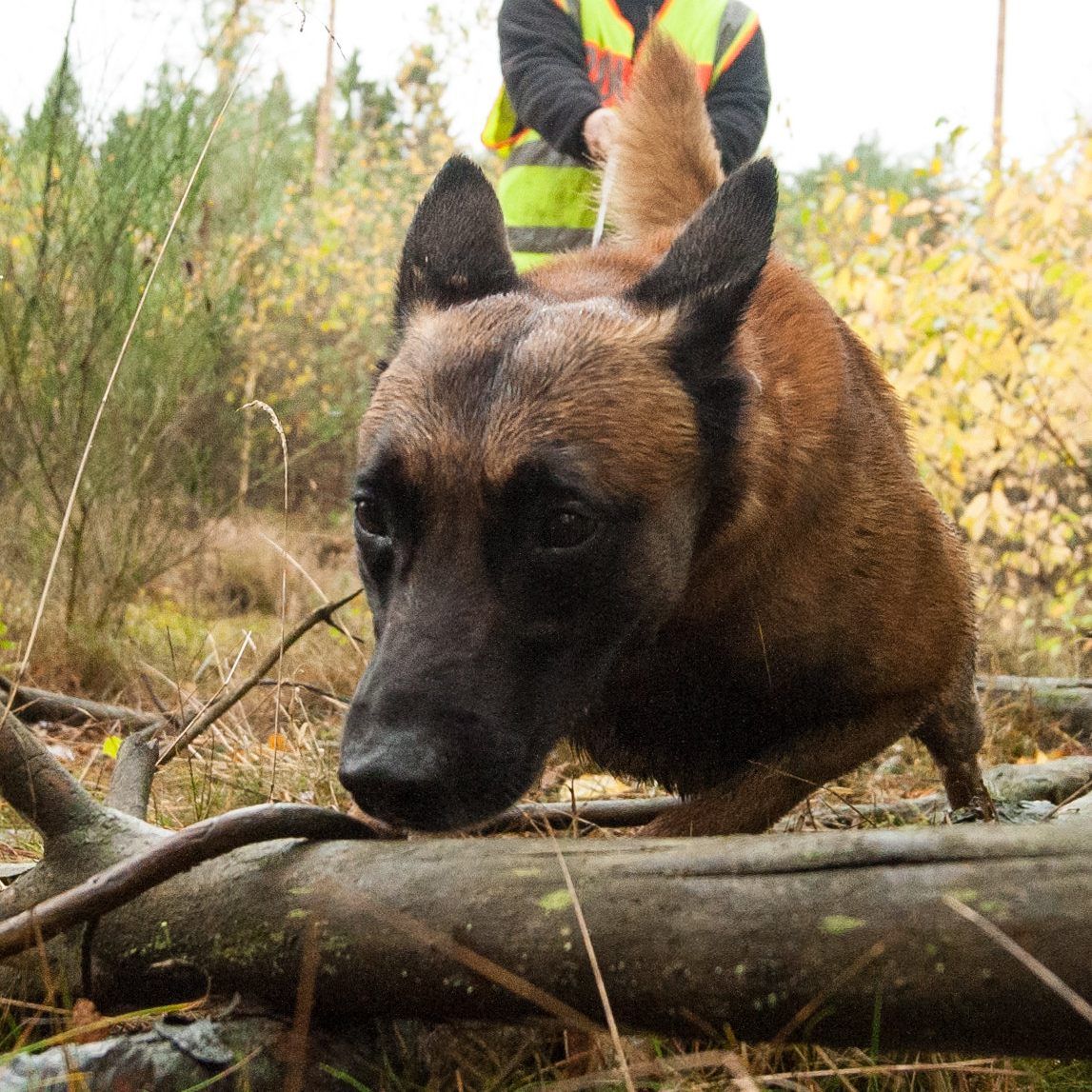 Ein Borkenkäfer-Befall soll durch ausgebildete Spürhunde früher erkannt werden.