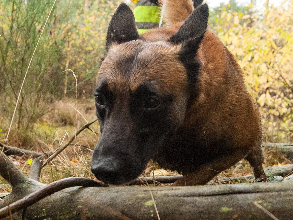 Ein Borkenkäfer-Befall soll durch ausgebildete Spürhunde früher erkannt werden.