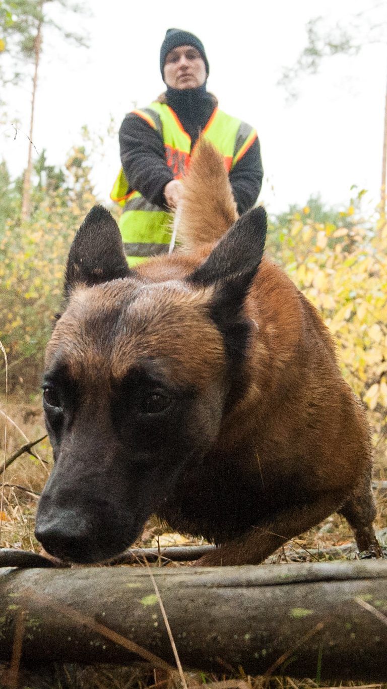 Ein Borkenkäfer-Befall soll durch ausgebildete Spürhunde früher erkannt werden.