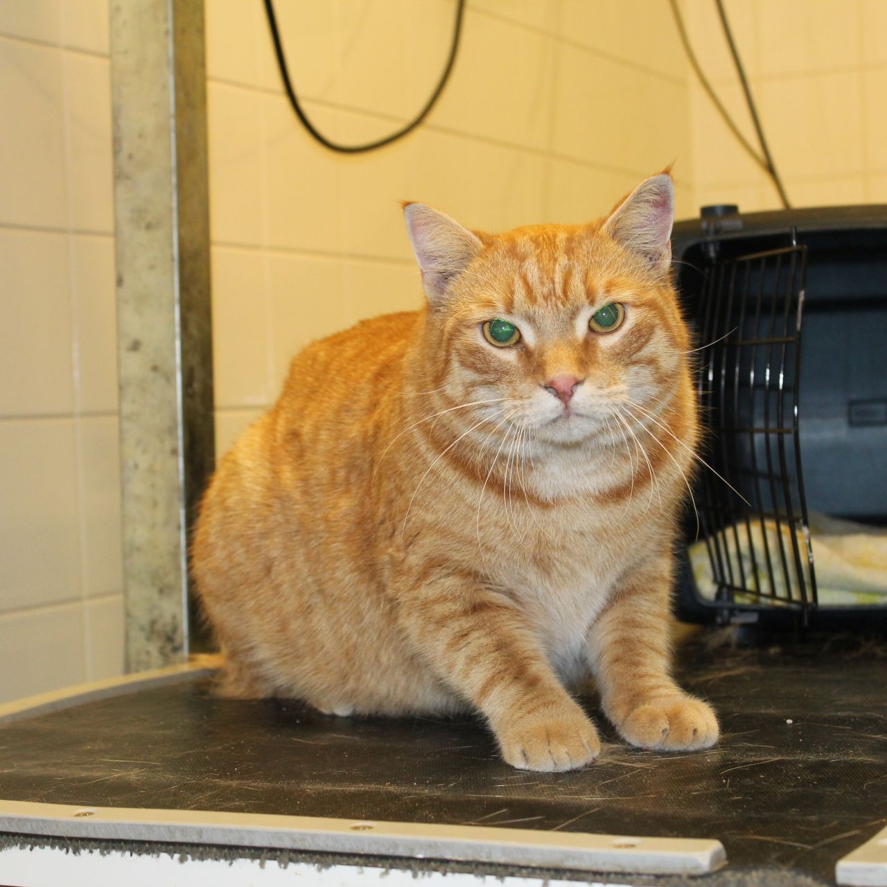 Kater Garfield hat die Rettungsaktion ohne gröbere Schäden überstanden.