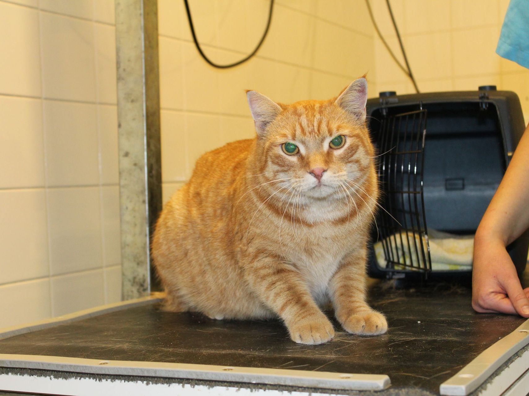 Kater Garfield hat die Rettungsaktion ohne gröbere Schäden überstanden.