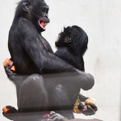 Bonobo Bili spielt im Grünen Zoo Wuppertal mit dem jungen Bonobo-Weibchen Akeena.