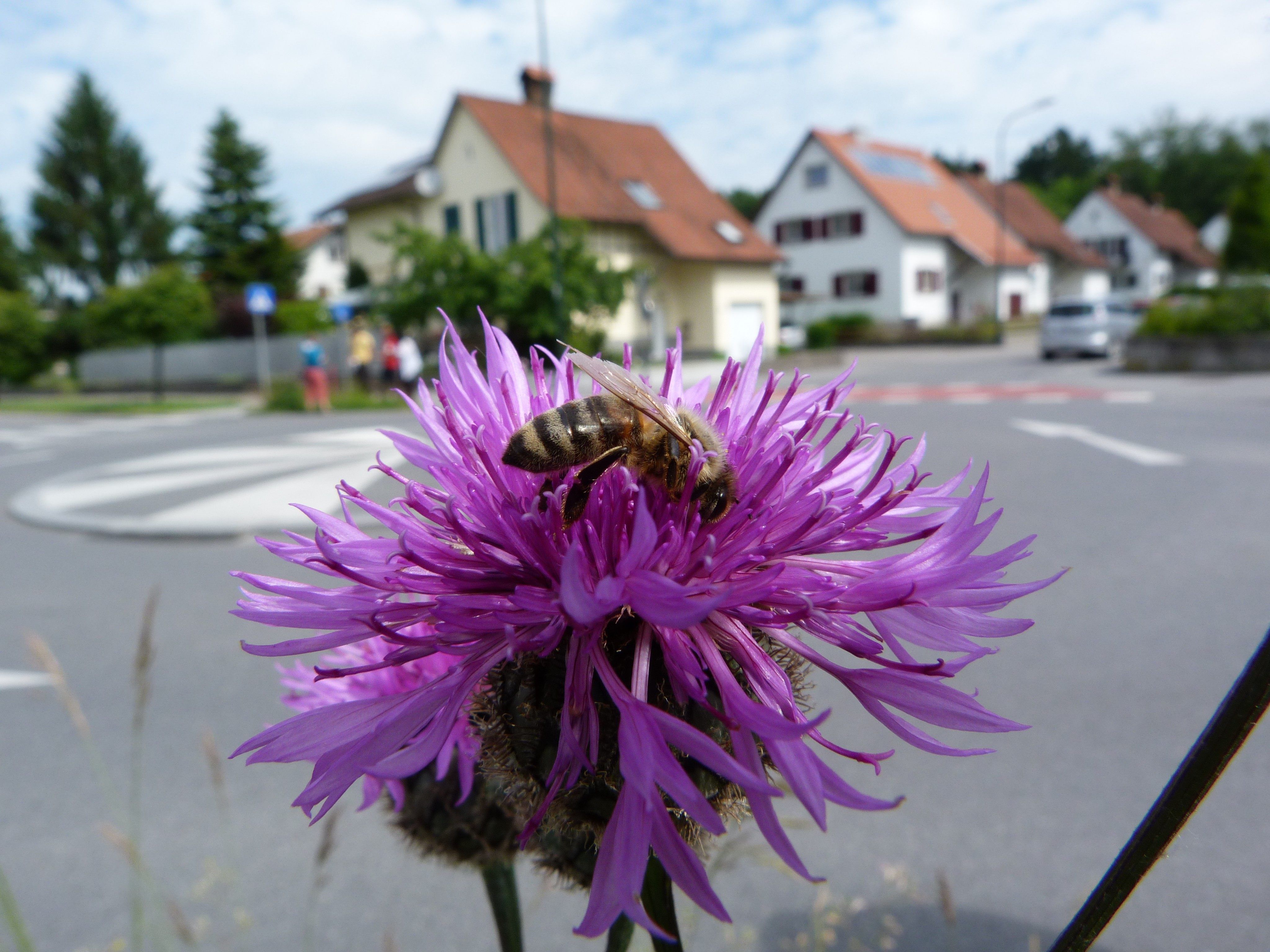 Um unser Ökosystem zu retten, müssen insektenfreundliche Lebensräume geschaffen werden.