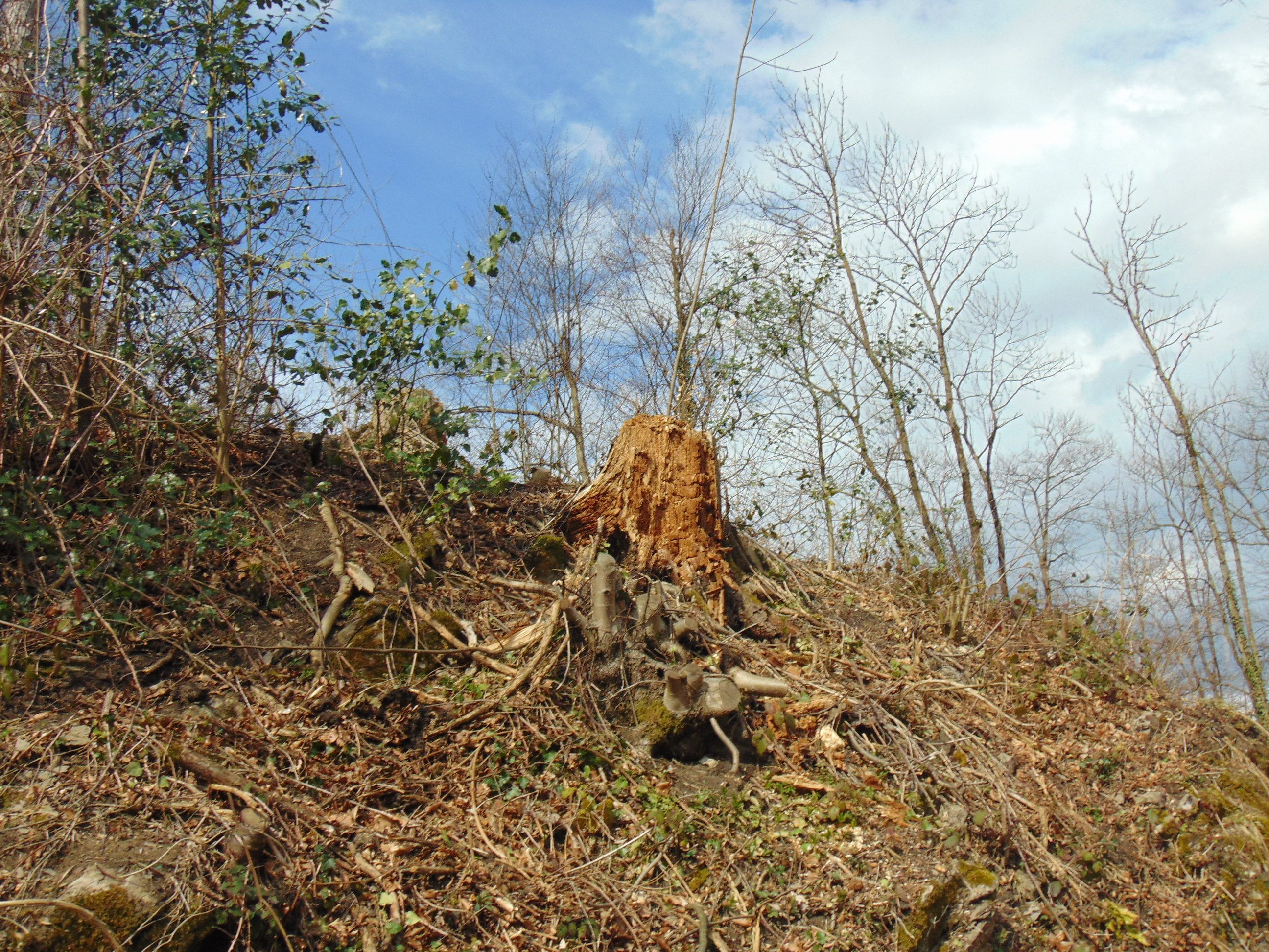 Im Bereich der Ruine Montfort mussten zahlreiche Bäume gefällt werden Im Bereich der Ruine Montfort mussten zahlreiche Bäume gefällt werden