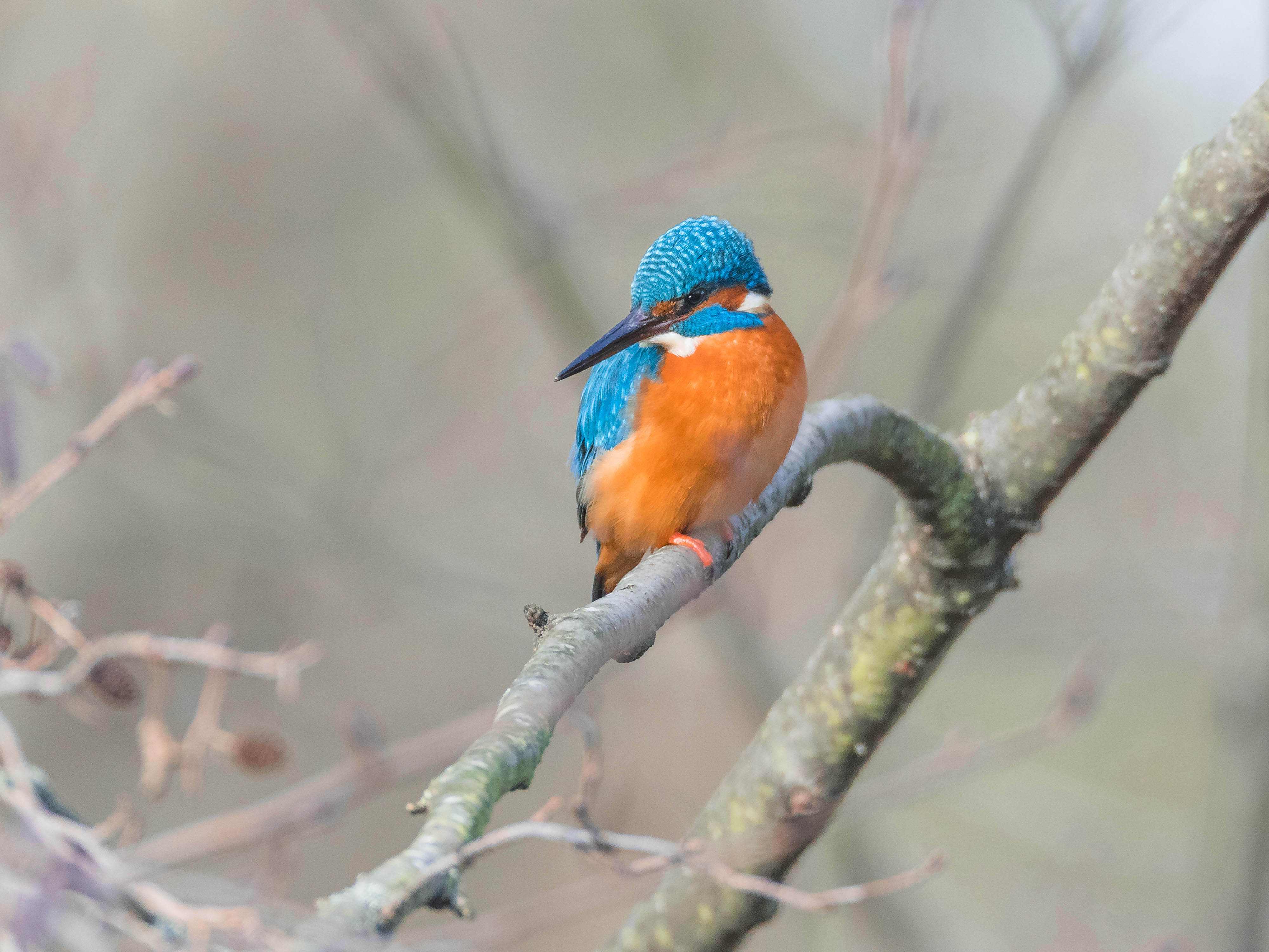 Foto: Reinhard Hellmair. Der Eisvogel bekommt am  Foto: Reinhard Hellmair. Der Eisvogel bekommt am
