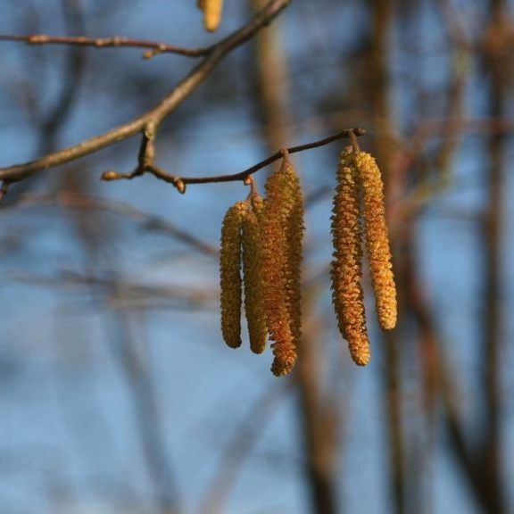 Diese Tipps helfen gegen den lästigen Heuschnupfen.