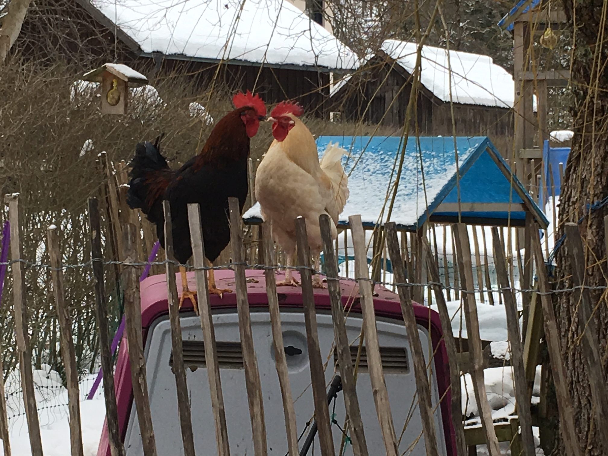 2 Hähne bei der Arbeit