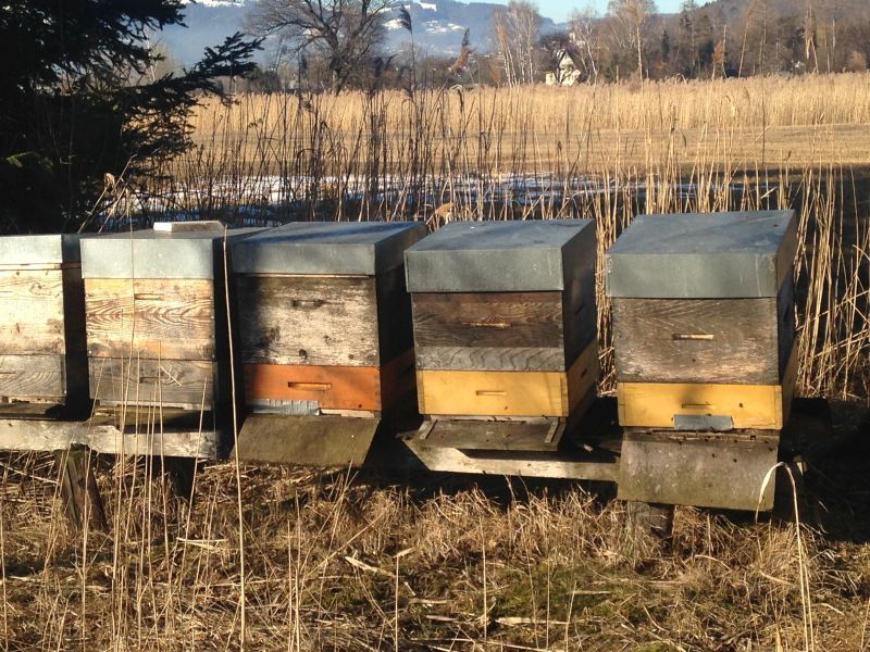 Erster Ausflug der Bienen