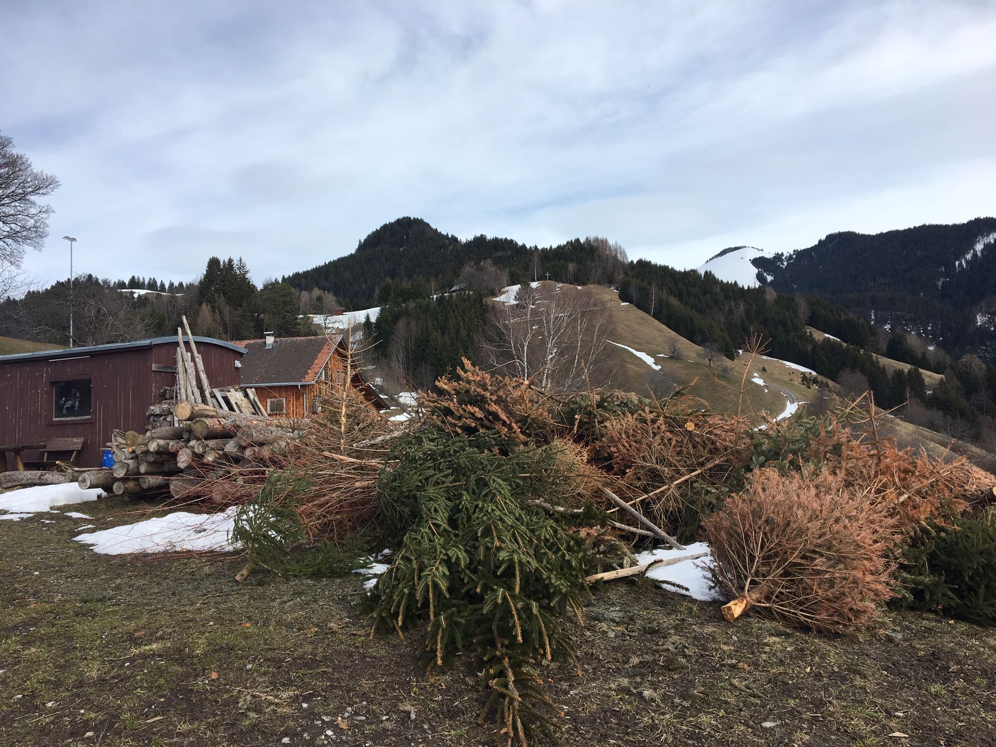 Christbäume und Holz warten auf ihre Verwendung für den Funken.