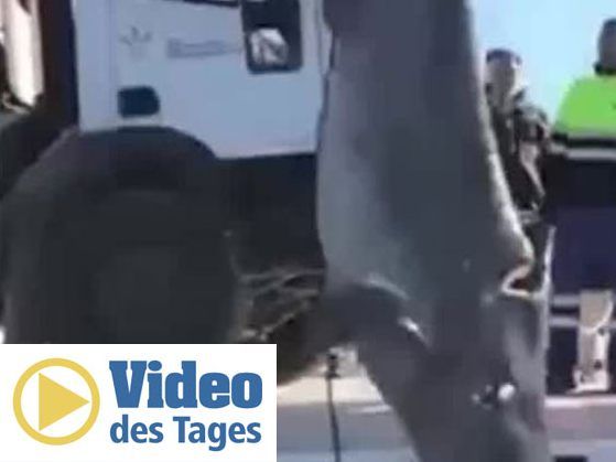 Das Tier wurde tot aus dem Wasser gezogen.