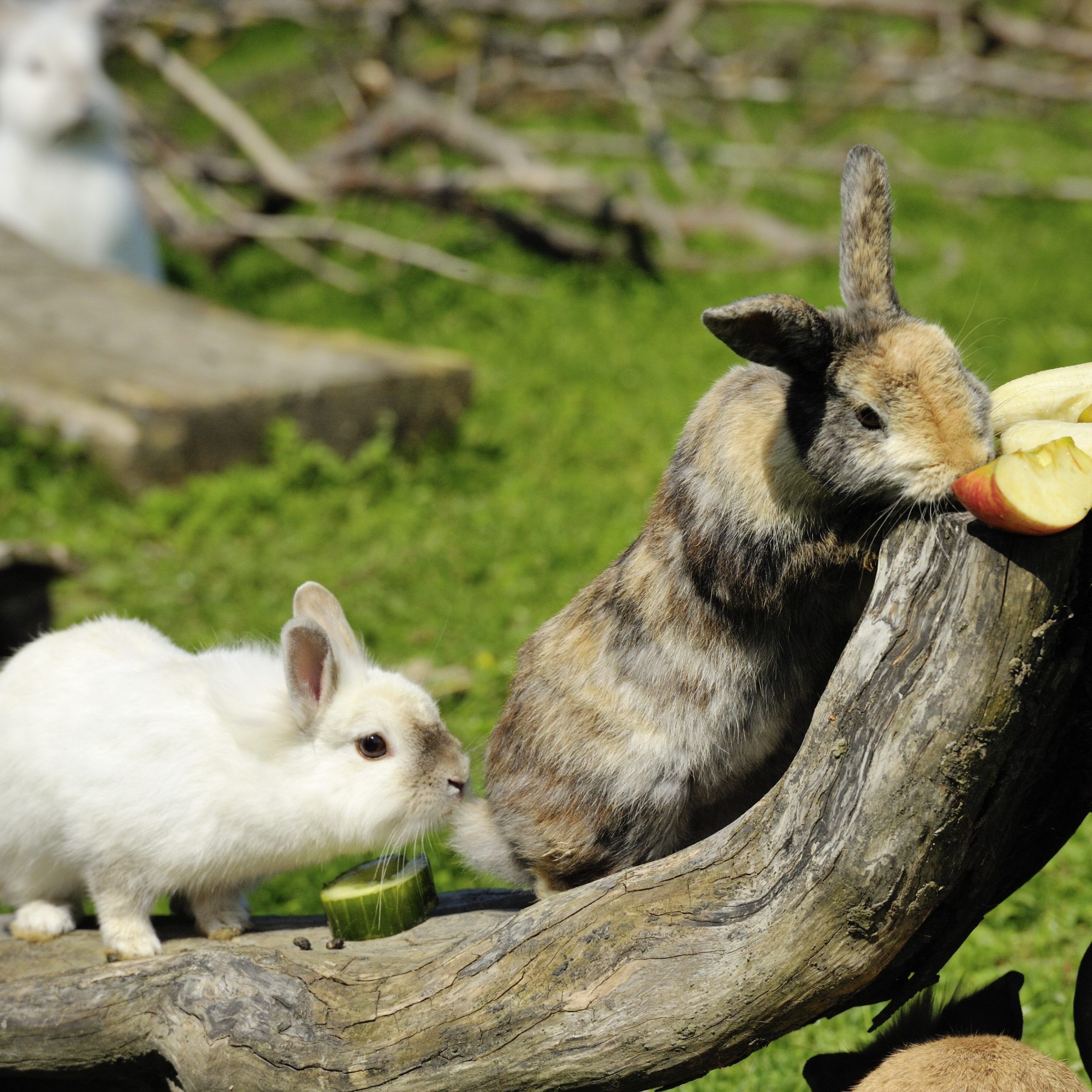 Die geretteten Kaninchen in der Pfotenhilfe Lochen.