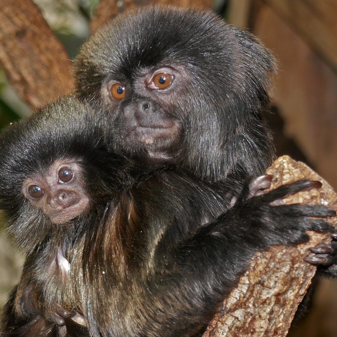 Das Haus des Meeres konnte sich vor kurzer Zeit über niedlichen Nachwuchs freuen.