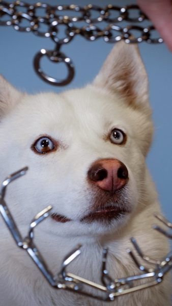 VIER PFOTEN hat eine Petition gegen den Verkauf von Tierqual-Produkte über Amazon gestartet.