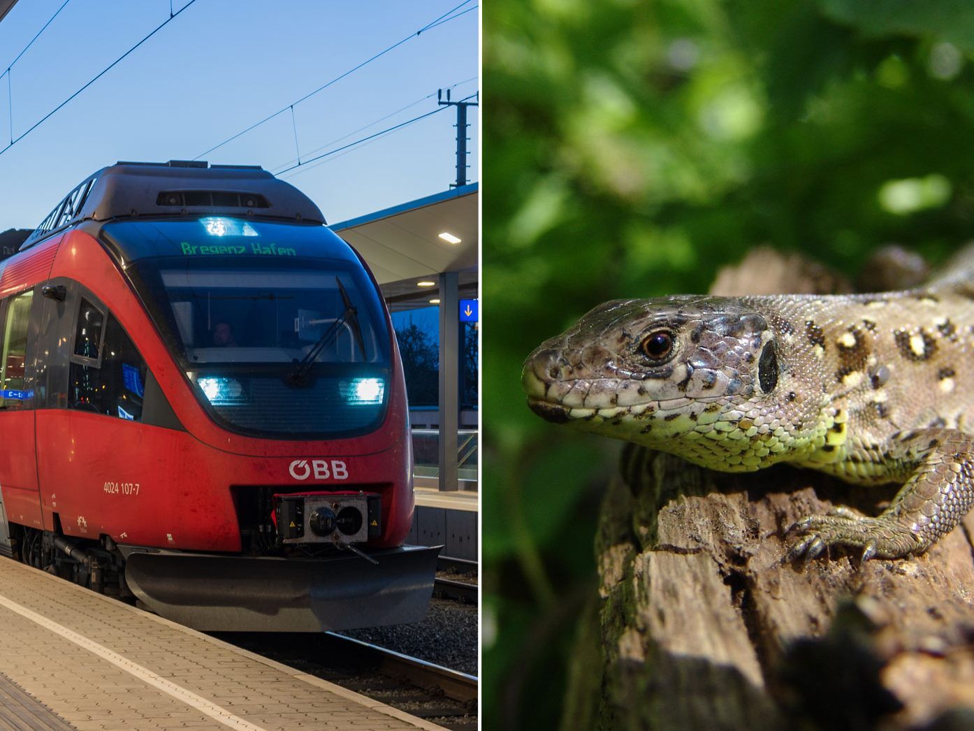 Für die Bahntrasse bekommen die Zauneidechsen ein neues Zuhause.