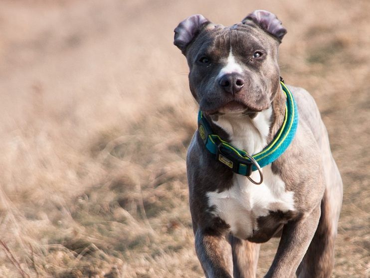 Der Pitbull fügte dem Faltenhund schwere Verletzungen zu.