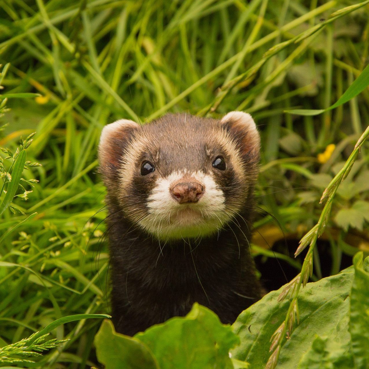 Die Frau brachte das Frettchen zum Wiener Tierschutzverein nach Vösendorf.
