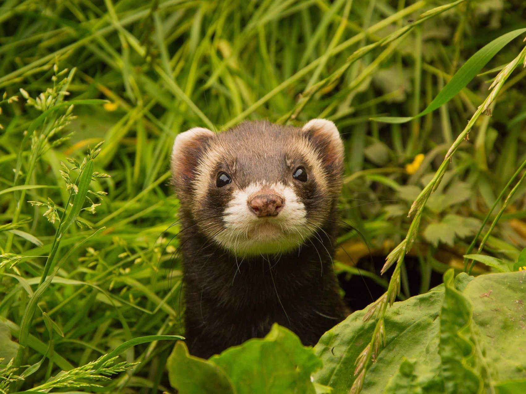 Die Frau brachte das Frettchen zum Wiener Tierschutzverein nach Vösendorf. Die Frau brachte das Frettchen zum Wiener Tierschutzverein nach Vösendorf.