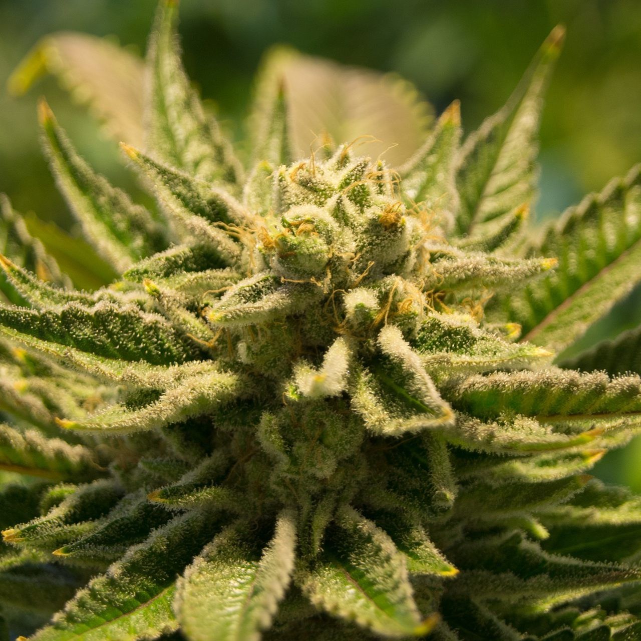 Zwei Ärzte sprachen sich bei einer PK in Wien für medizinisches Cannabis aus.