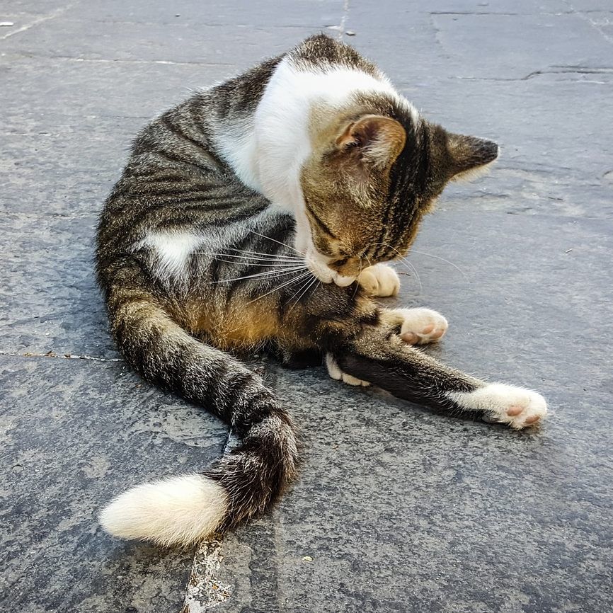 Jede nicht-kastrierte Freigänger-Katze kann schnell für ungewollten Nachwuchs sorgen.