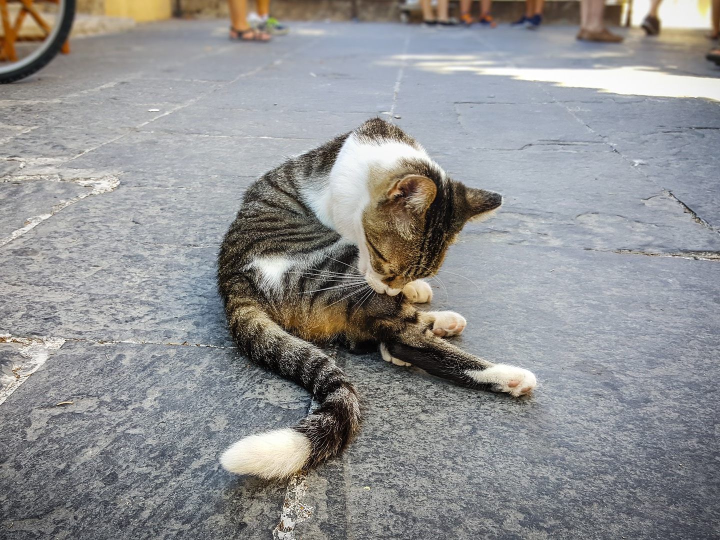 Jede nicht-kastrierte Freigänger-Katze kann schnell für ungewollten Nachwuchs sorgen.