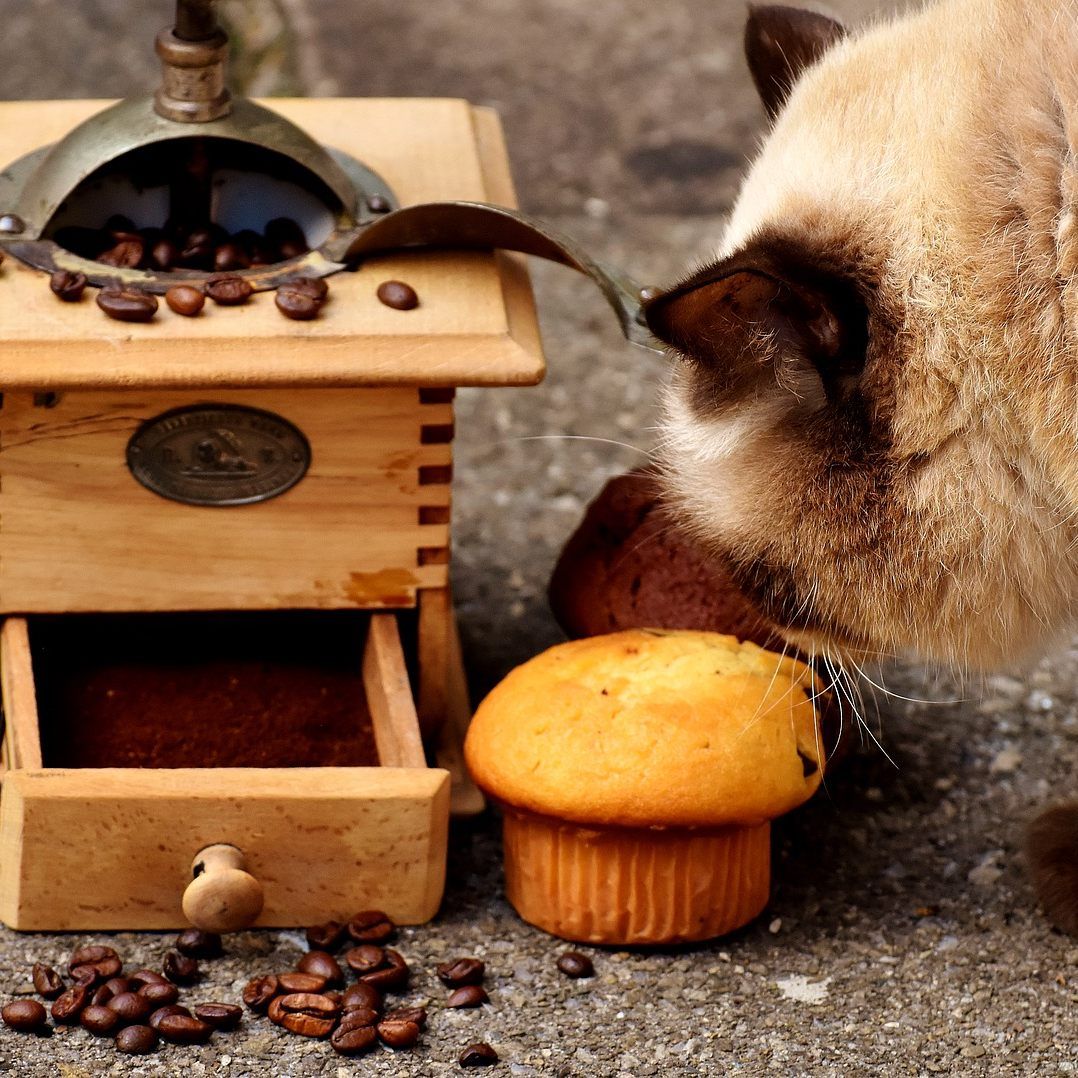 Auch Schokolade und Kaffee sind für Katzen giftig.