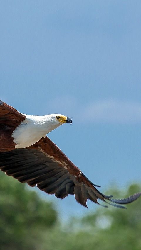 Seit Anfang 2016 seien im Großraum Zistersdorf nachweislich mehr als 40 geschützte Greifvögel getötet worden.
