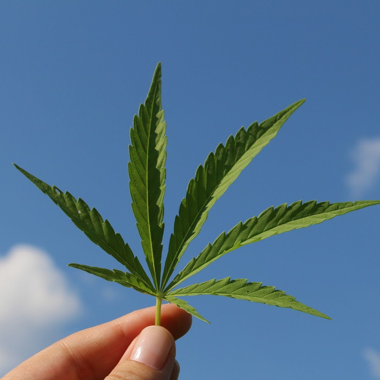 Zwischen 26. und 28. April findet die "Hanfexpo 2019" in der Wiener Marx Halle statt.