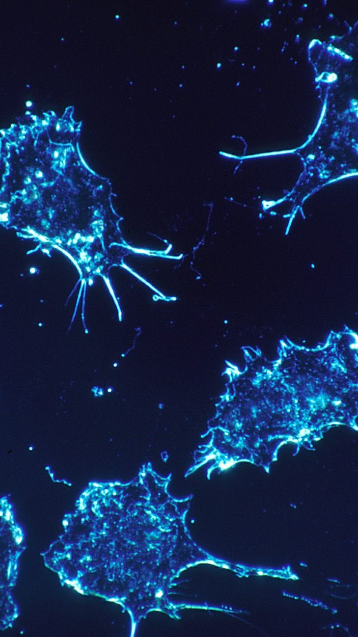 Das Unternehmen entwickelt Therapien gegen Krebs.