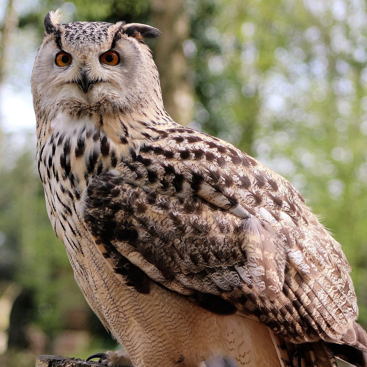 Die Eule konnte sich aus eigener Kraft nicht mehr vom Balkon befreien.