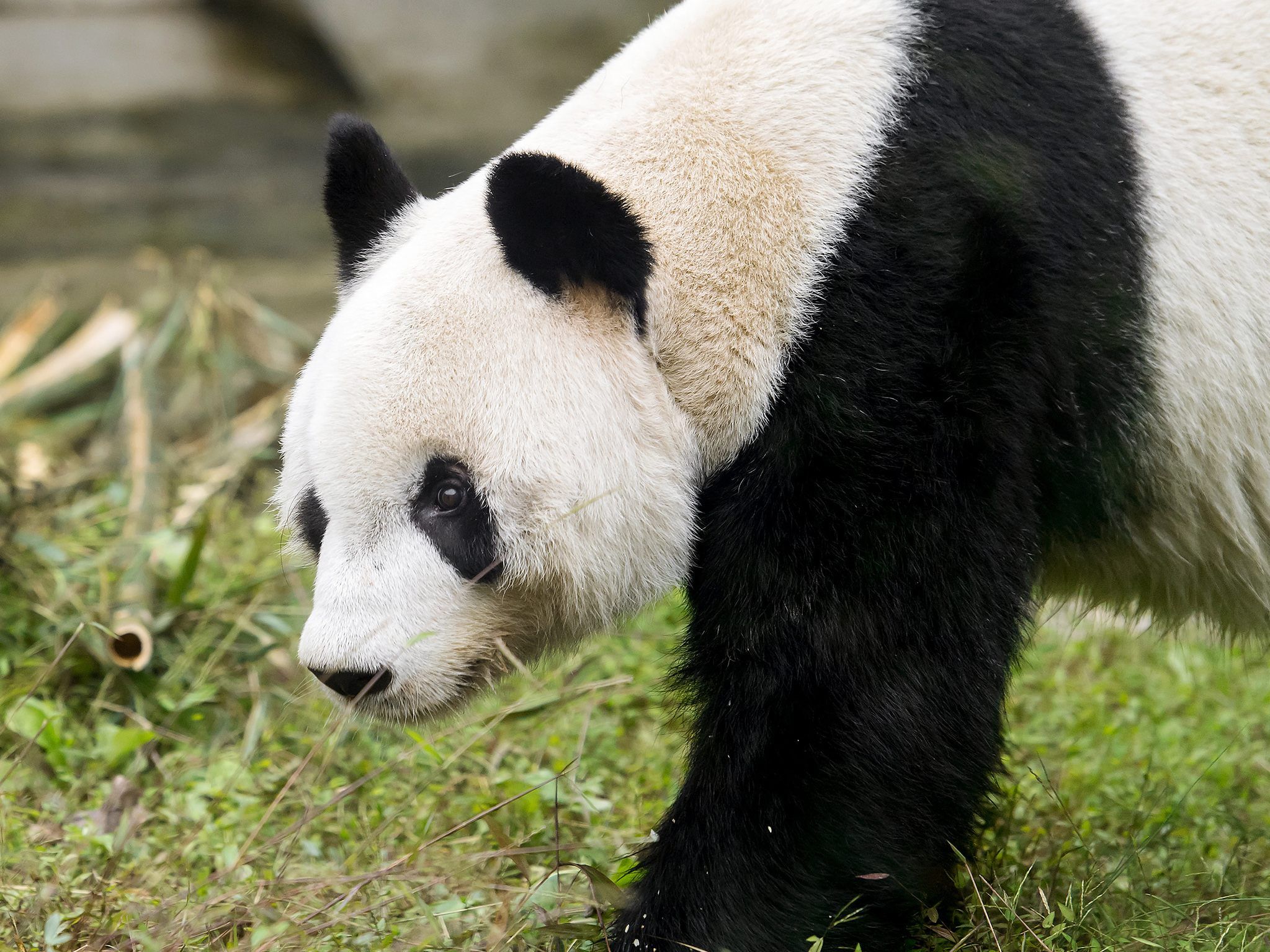 Panda Yuan Yuan ist bereits mehrfacher Vater.